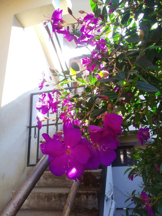 purple flowers growing on the outside railing of a stairwell