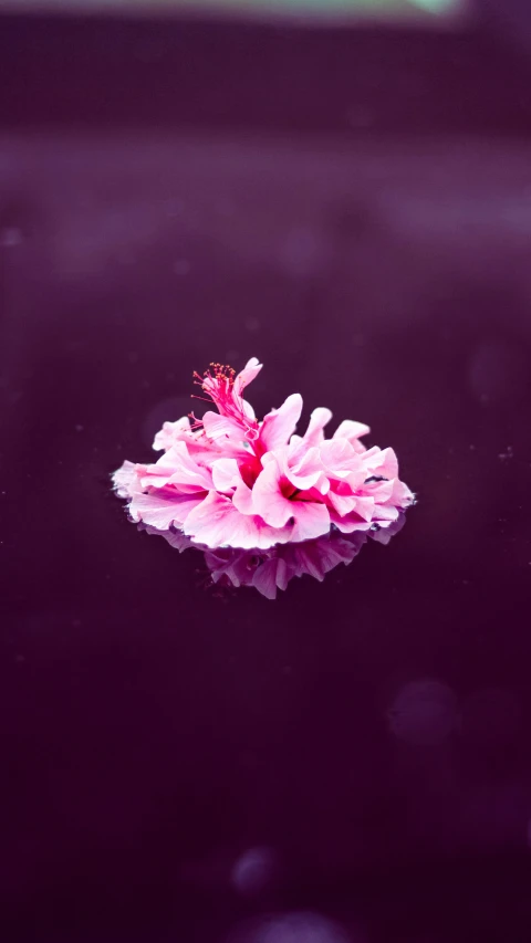 a pink flower is floating on water