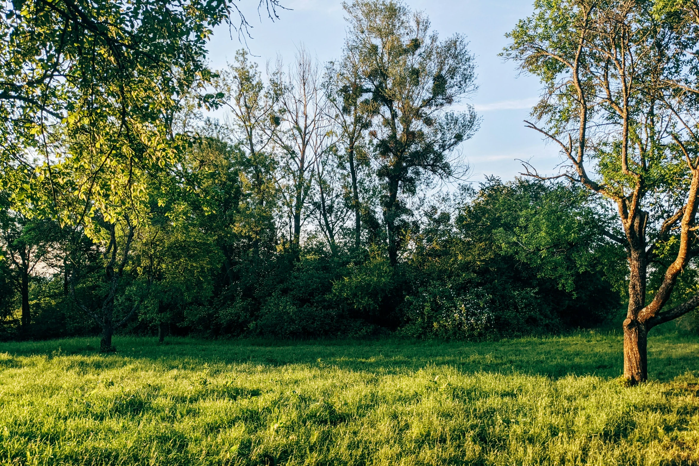 there is a horse standing on a field that appears to be grazing