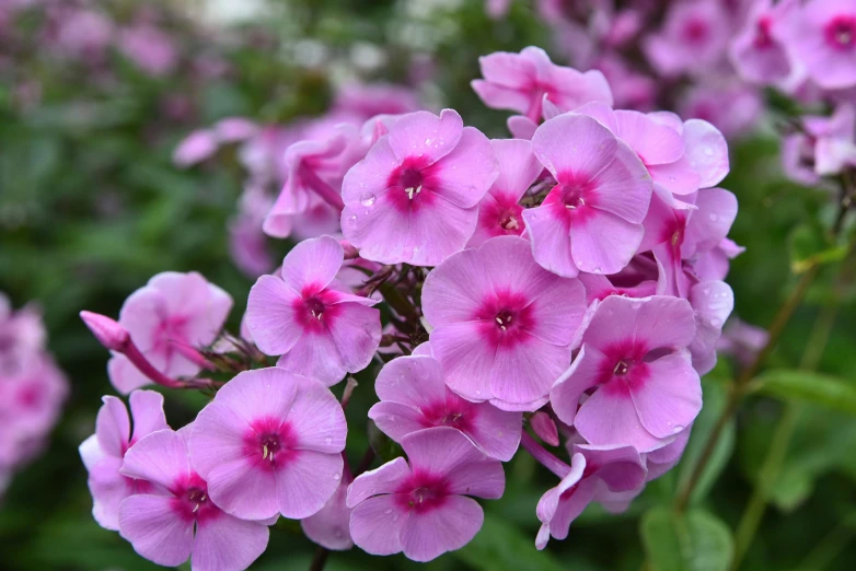 pink flowers are blooming in the outdoors