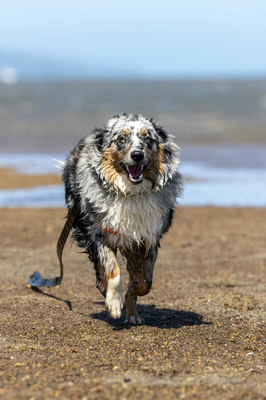 the wet dog is running on the beach