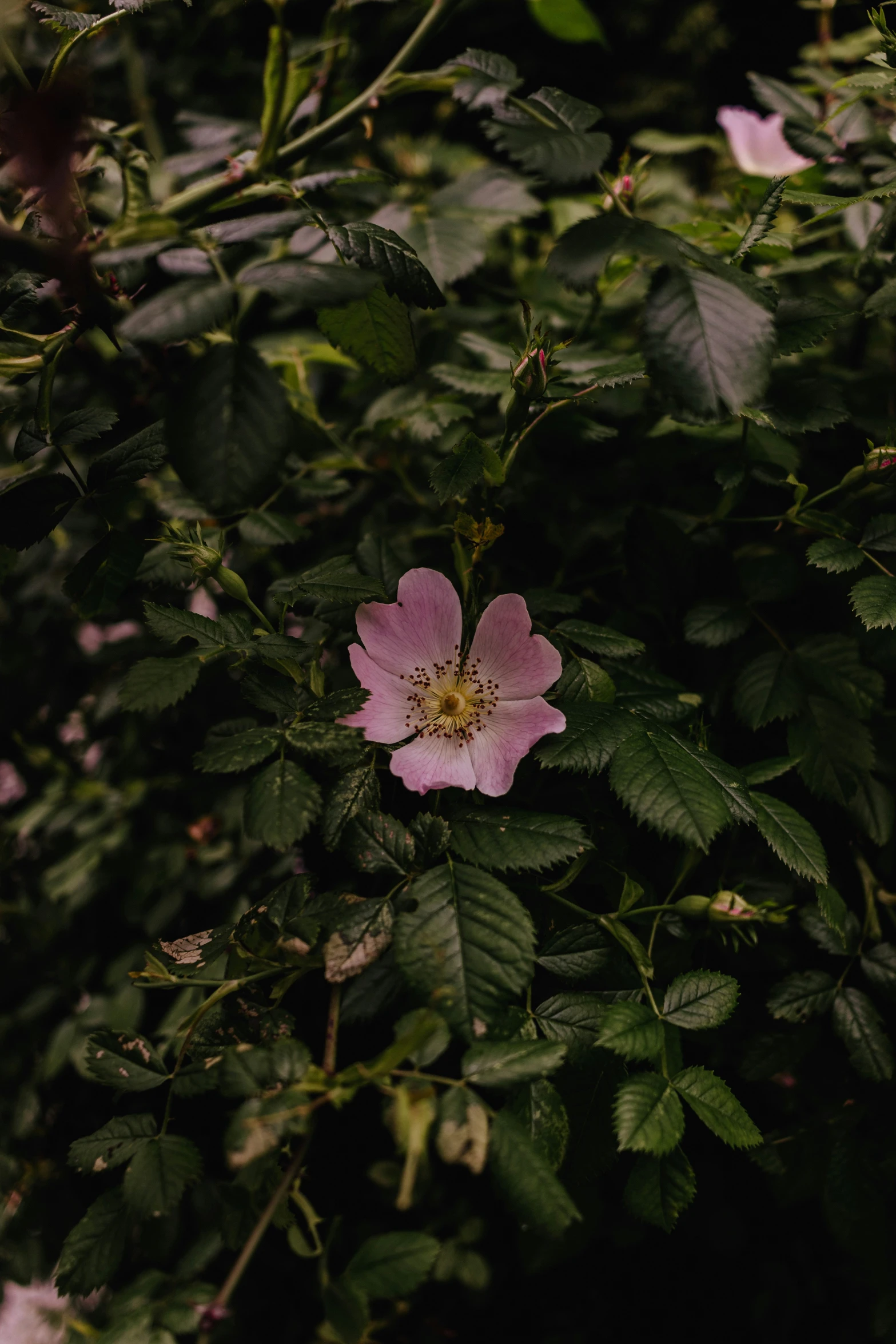 a single pink flower is surrounded by leaves