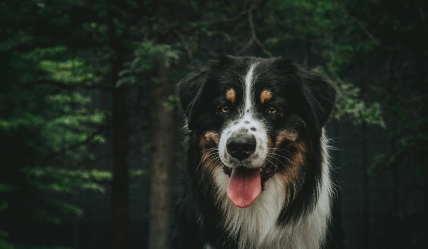 a black and white dog standing in the middle of the woods