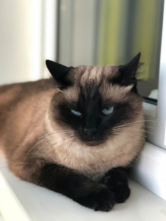 the blue eyed cat lies on the white windowsill