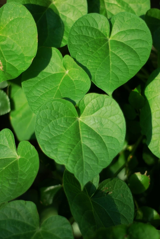 a green bush filled with leaf covered plants