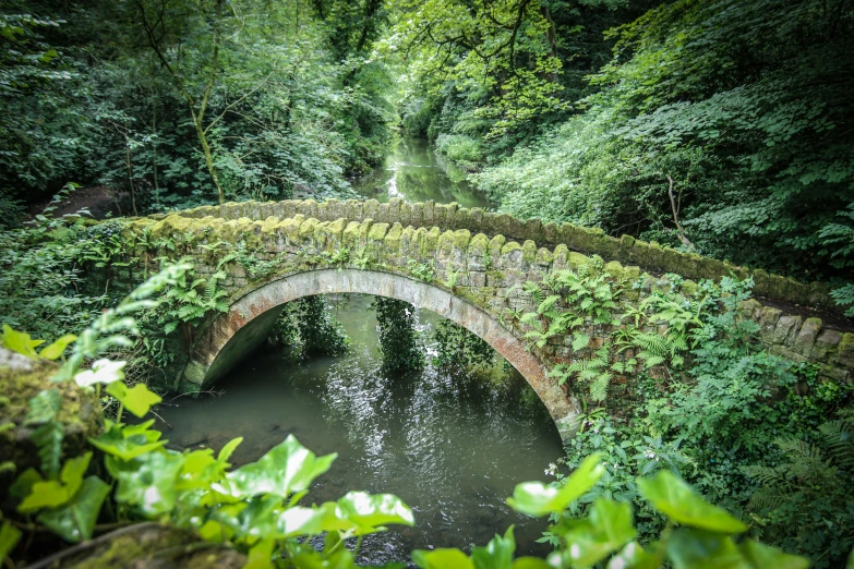 this bridge is surrounded by green plants and trees