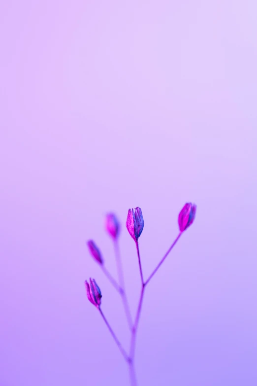 pink flower buds on an stems that are against a light blue backdrop