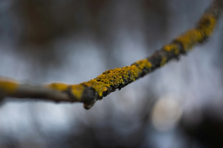 the nch has yellow lichen on it