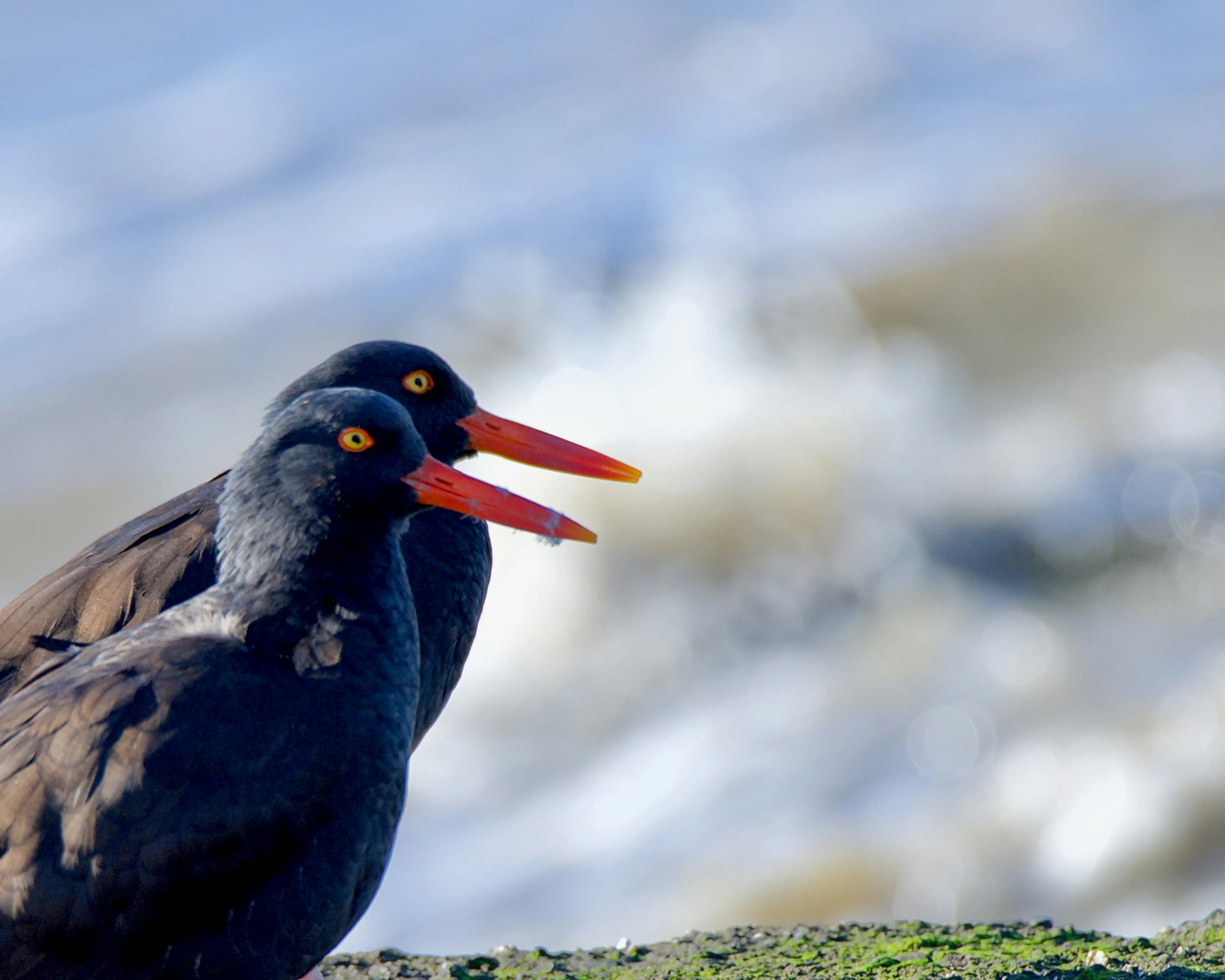 this is a bird standing with a big orange beak