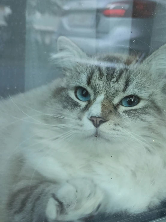 a white cat sitting on top of a window sill