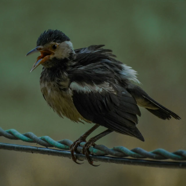 a bird with some sort of sharp beak is perched on a wire