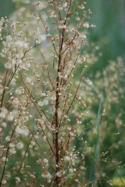 closeup of plant on field with blurry background