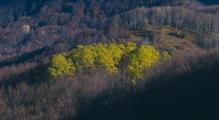 a field that has many trees in it