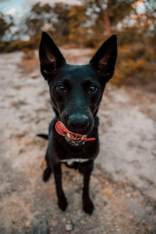 a dog looks into the camera as it sits in the dirt