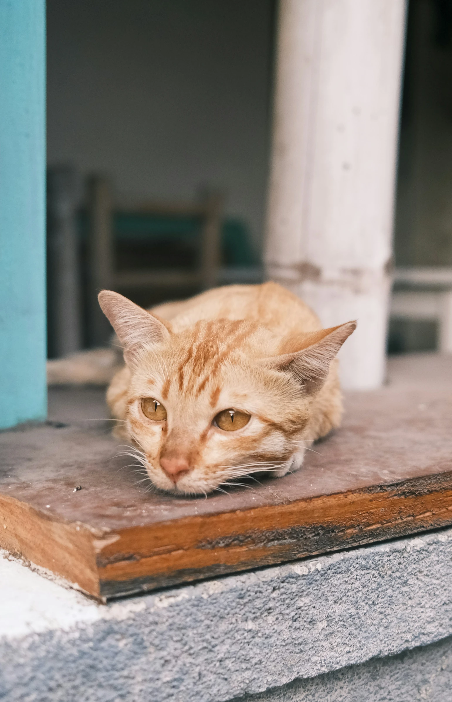 the cat is laying on the porch outside