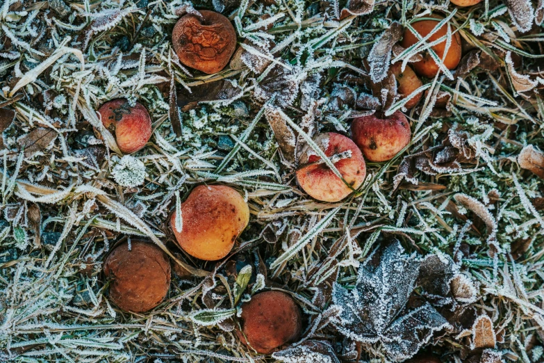 a group of rotten apple's sit on frost covered ground