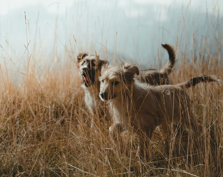 two dogs are standing in some grass and some bushes