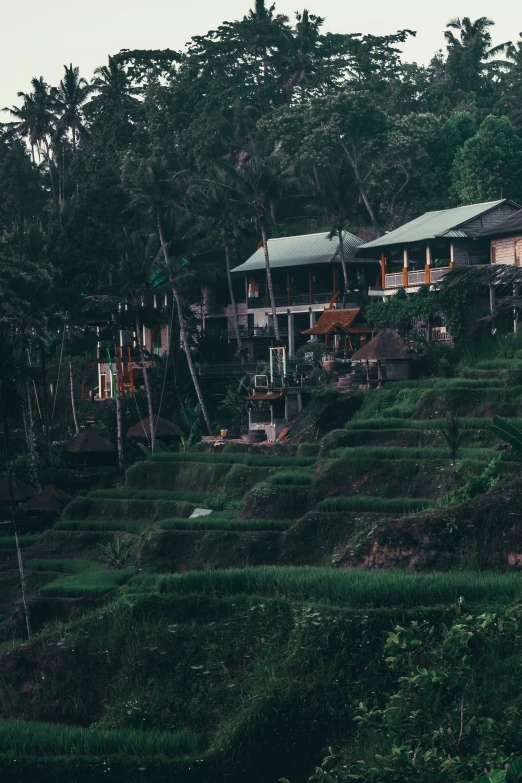 a green field covered with lots of bushes next to a building