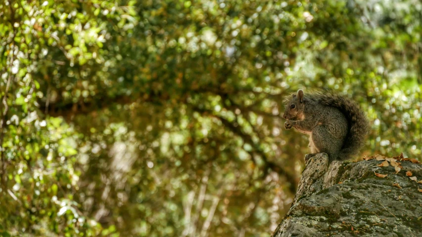 squirrel perched on rock and looking at camera