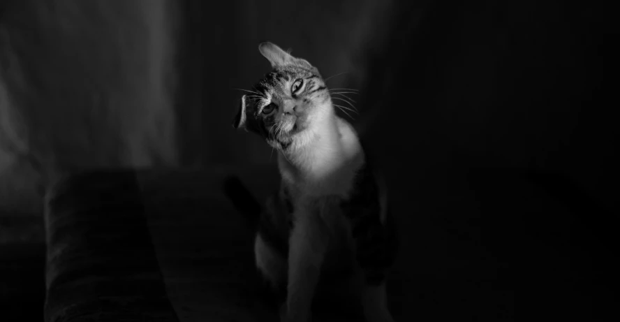 a small cat standing up and looking upwards