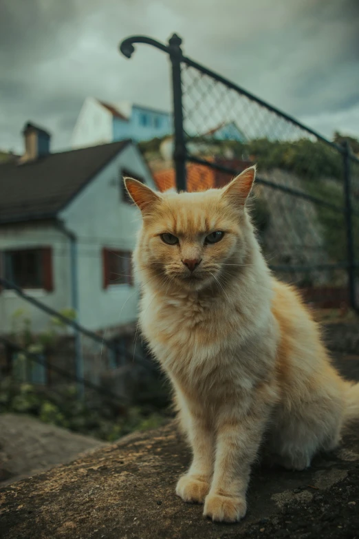 an orange cat sits on top of the rock