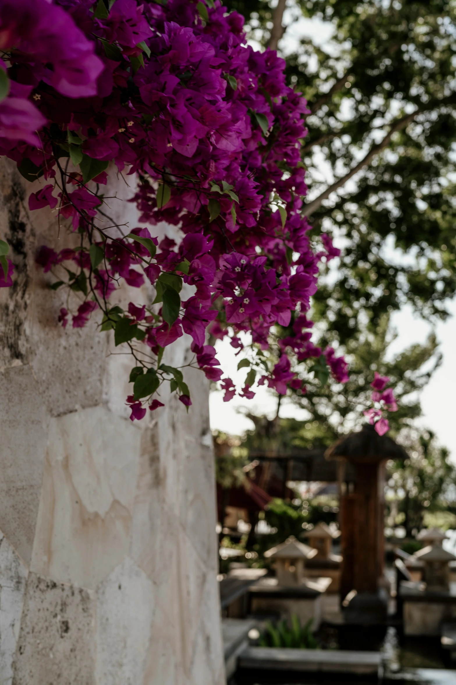 purple flowers on a tall white wall