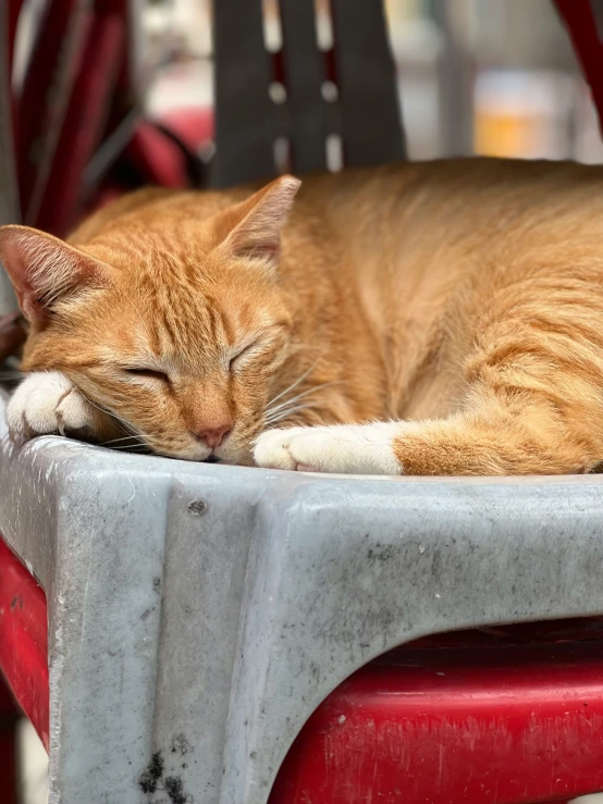 an orange cat sleeping on top of a red and grey table