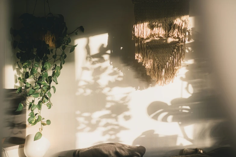 a plant next to a window with sunlight on it