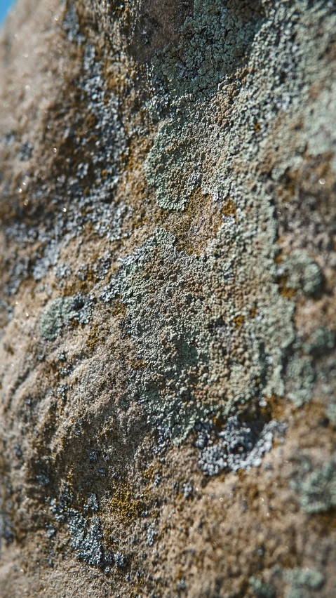 an extreme close - up of the top of a rock