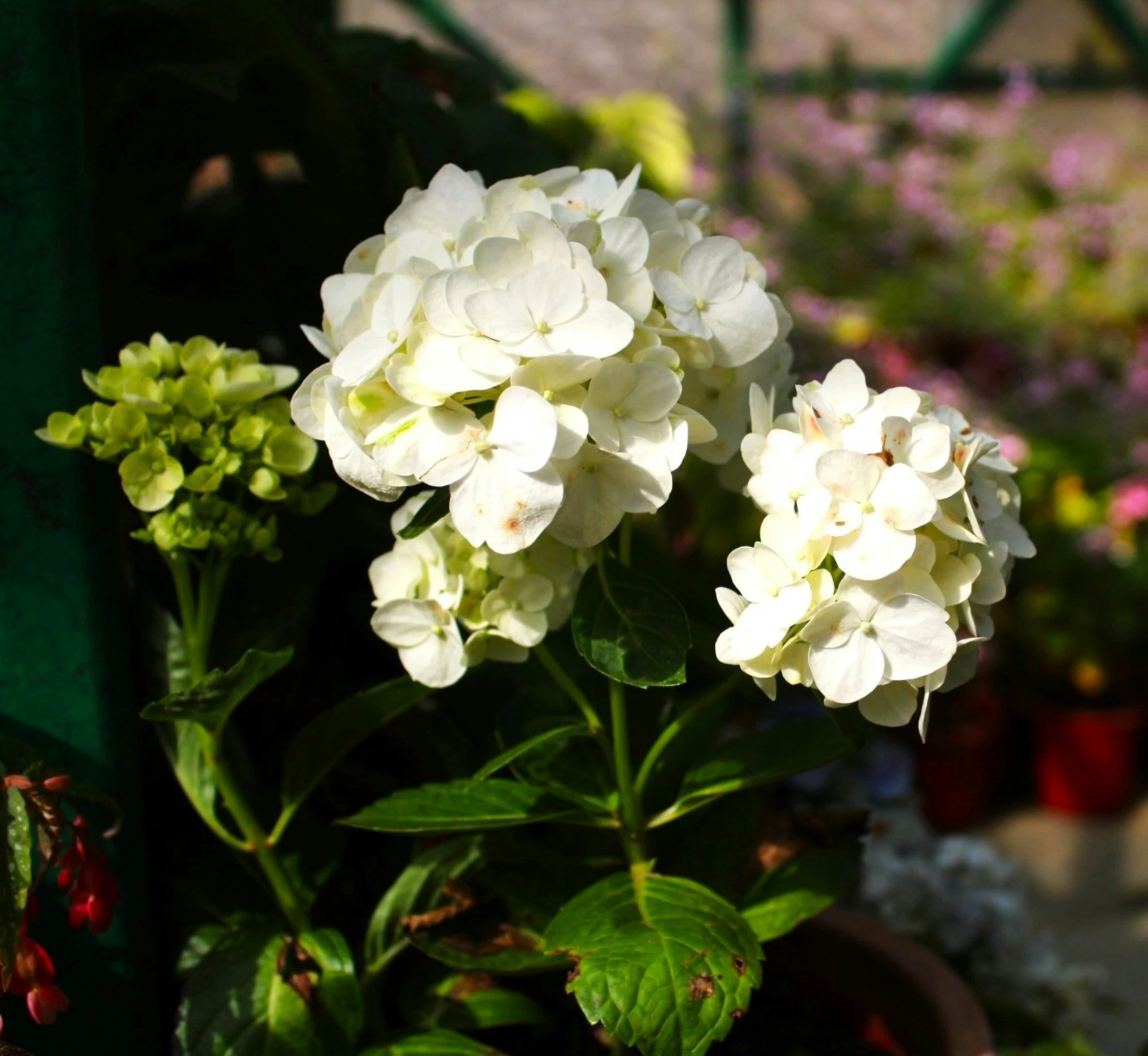 white flowers in vase with green leaves on the table