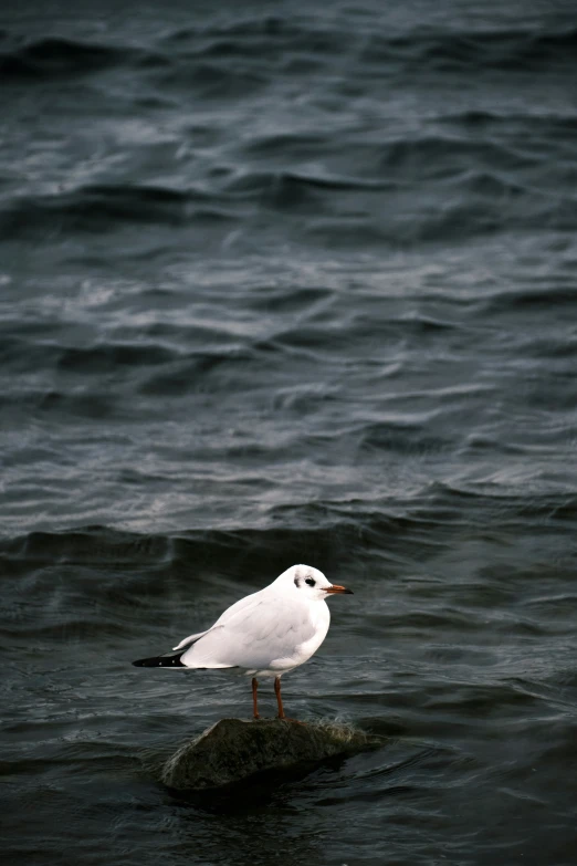 a white bird is standing on a rock in the ocean