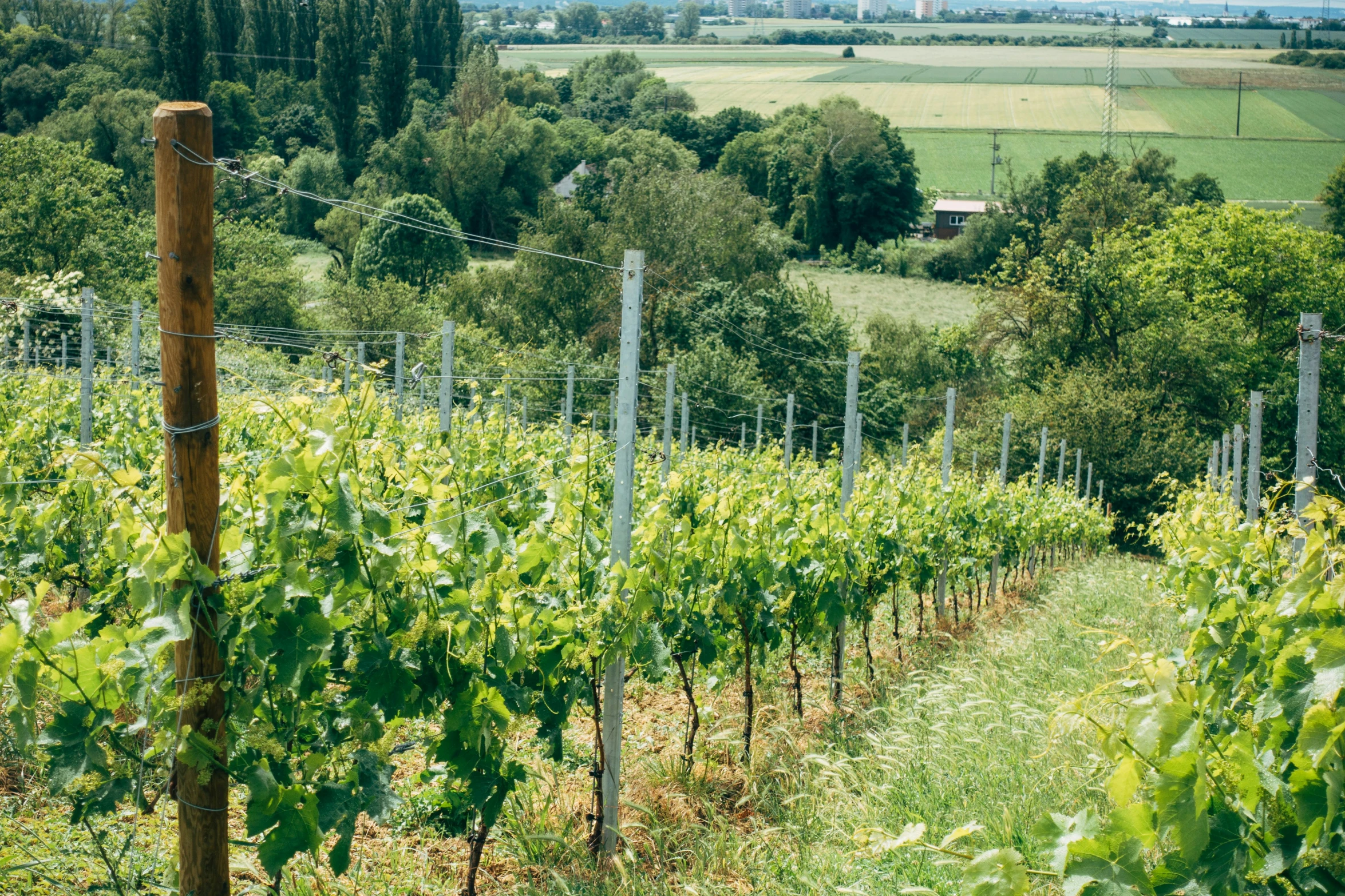 the vineyard with green plants is near a field