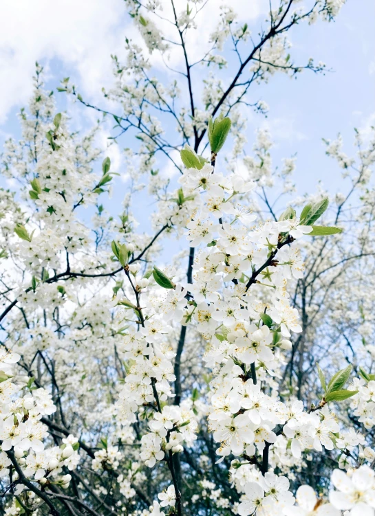 a white tree filled with lots of flowers