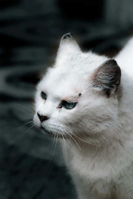 a white cat with blue eyes looking to its left