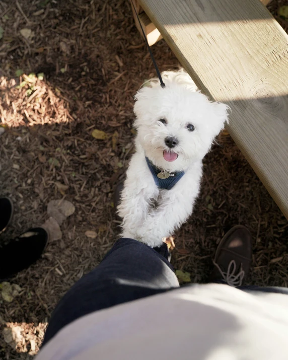 a small white dog is on someones lap