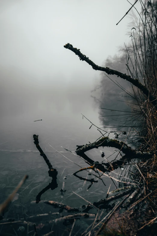 a body of water near a grass shore