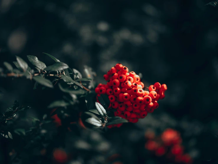 some orange berries are on a tree nch