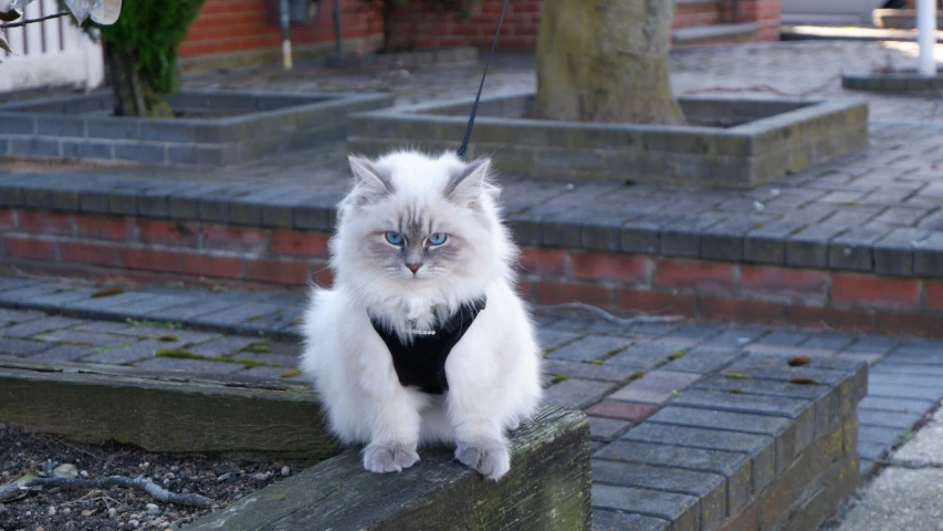 an adorable white fluffy cat tied up to the ground