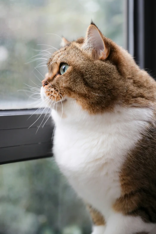 a cat is sitting on a windowsill looking out the window