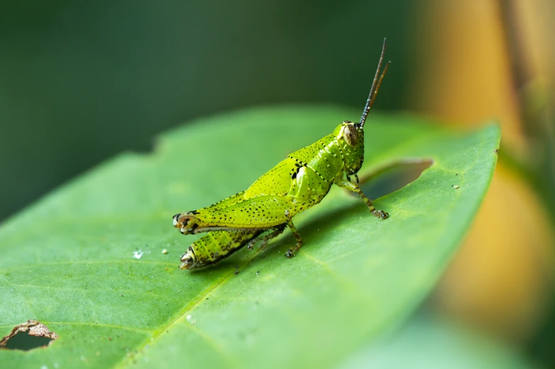 a grasshopper sitting on a green leaf in the forest