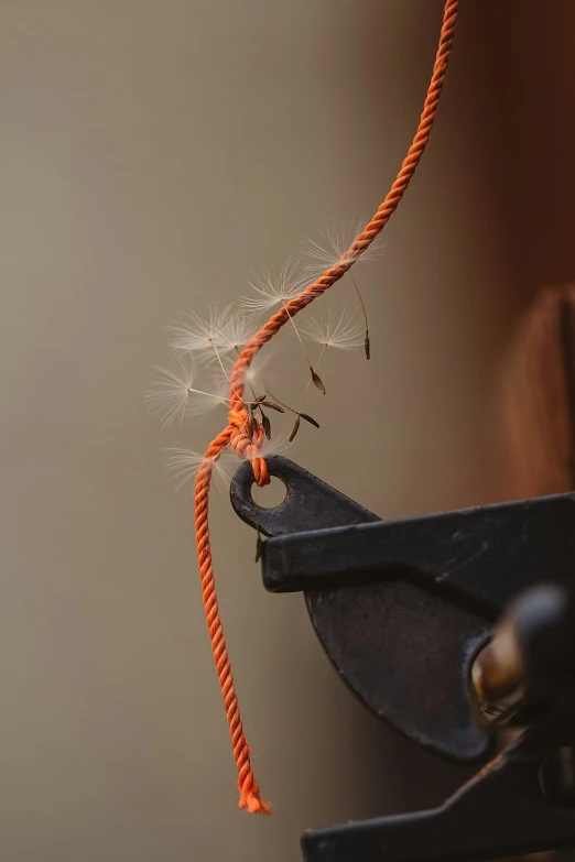 a close up of an insect on a black object