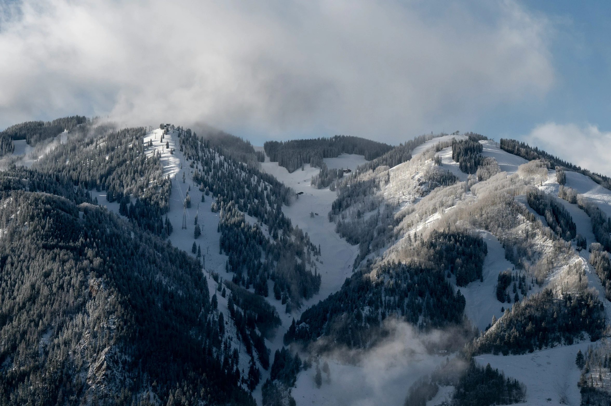 there are several trees that have grown on the mountain side