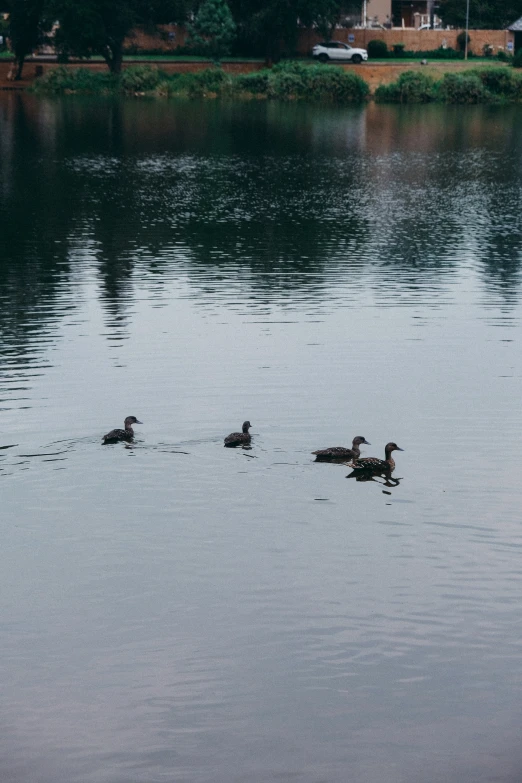 four ducks are floating on a large body of water