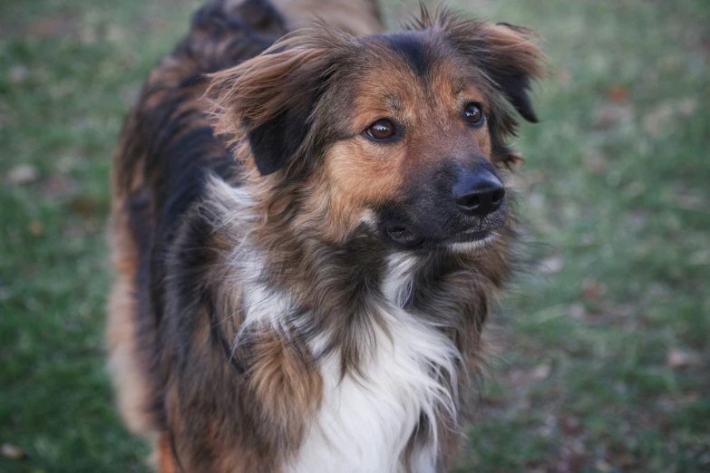 a close up of a dog with long hair