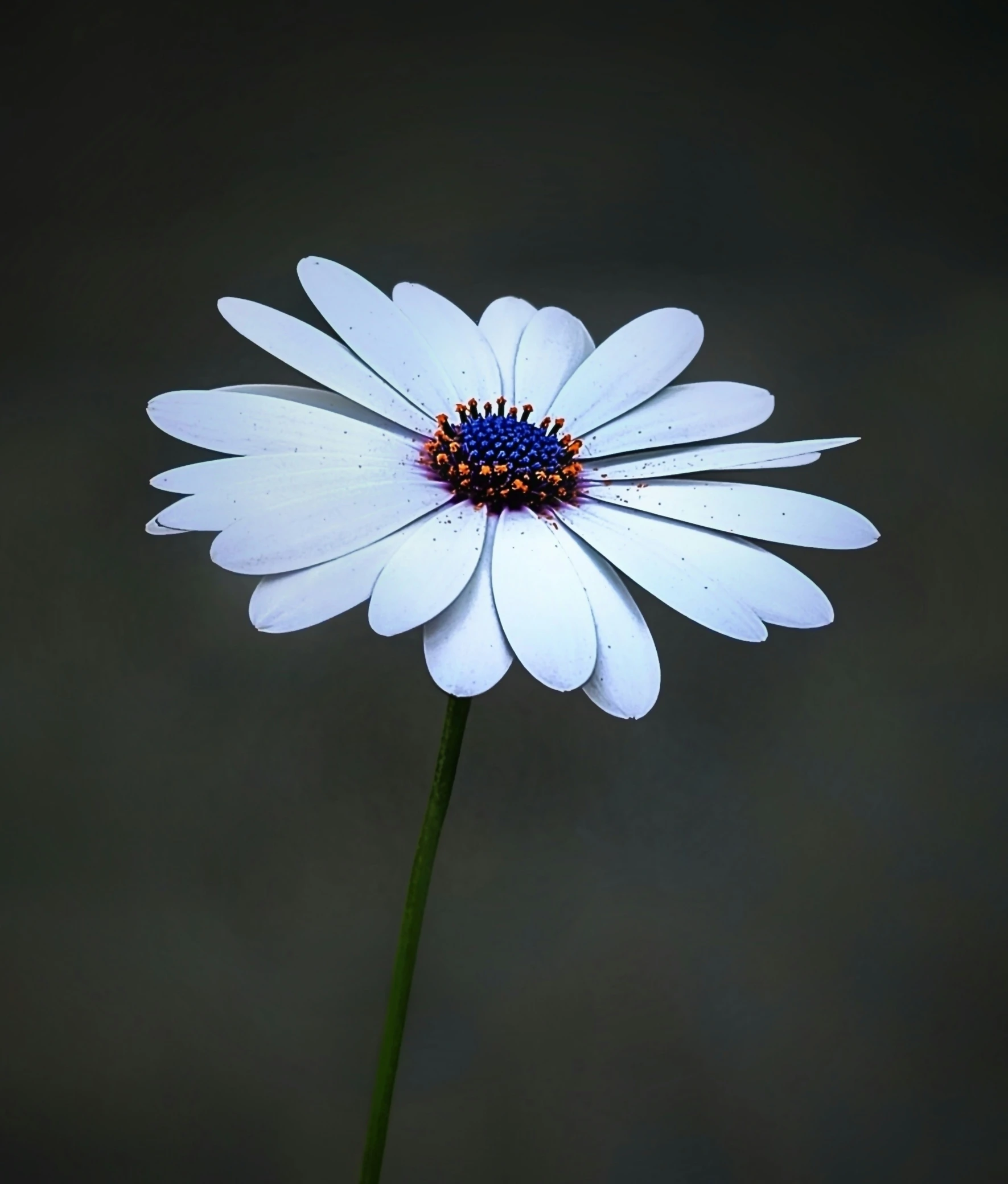 a single white flower with black and blue centers