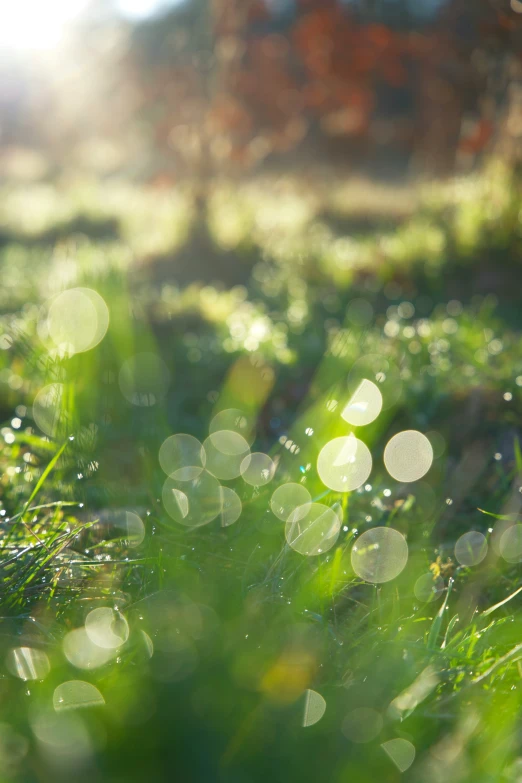 some grass in the sun with bright sun shining