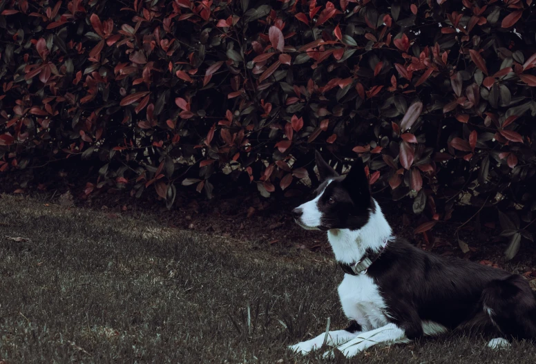 dog sitting on grass next to a hedge