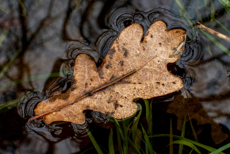 a fallen leaf in water with grass on the ground