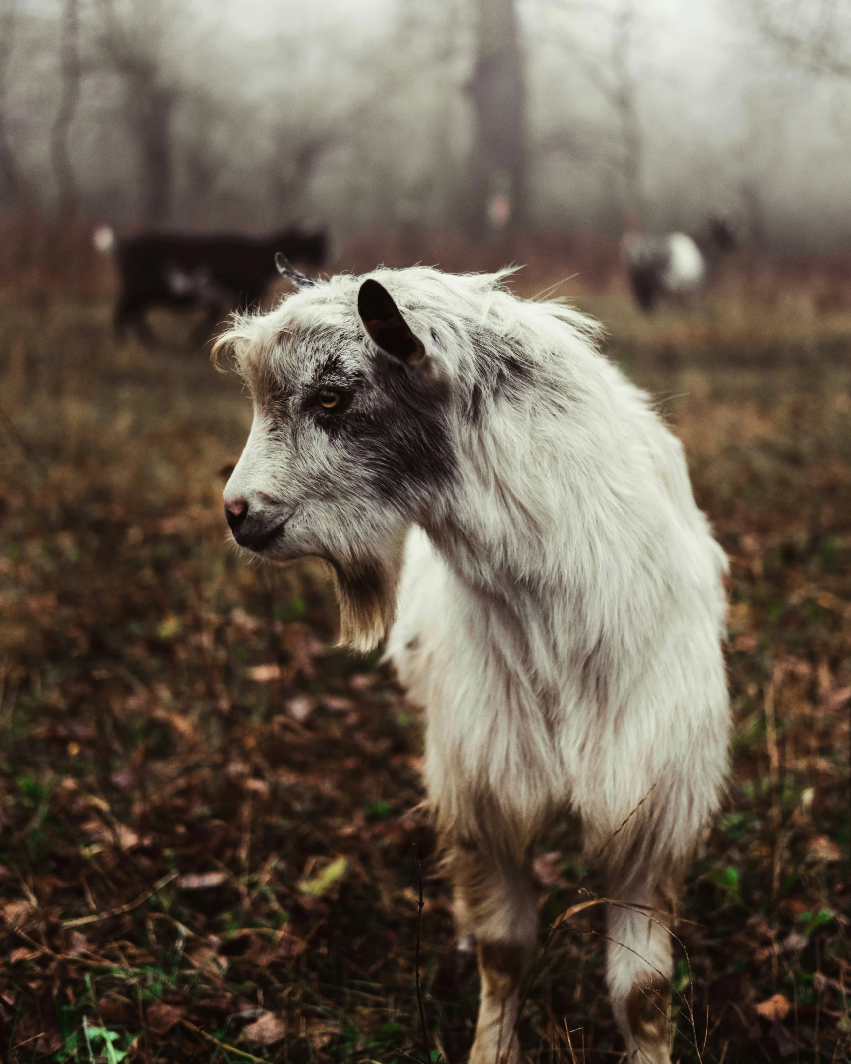 an image of a baby goat in the middle of an outdoor area