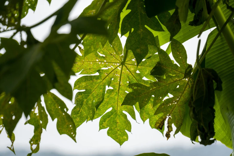 a view from below of some leaves